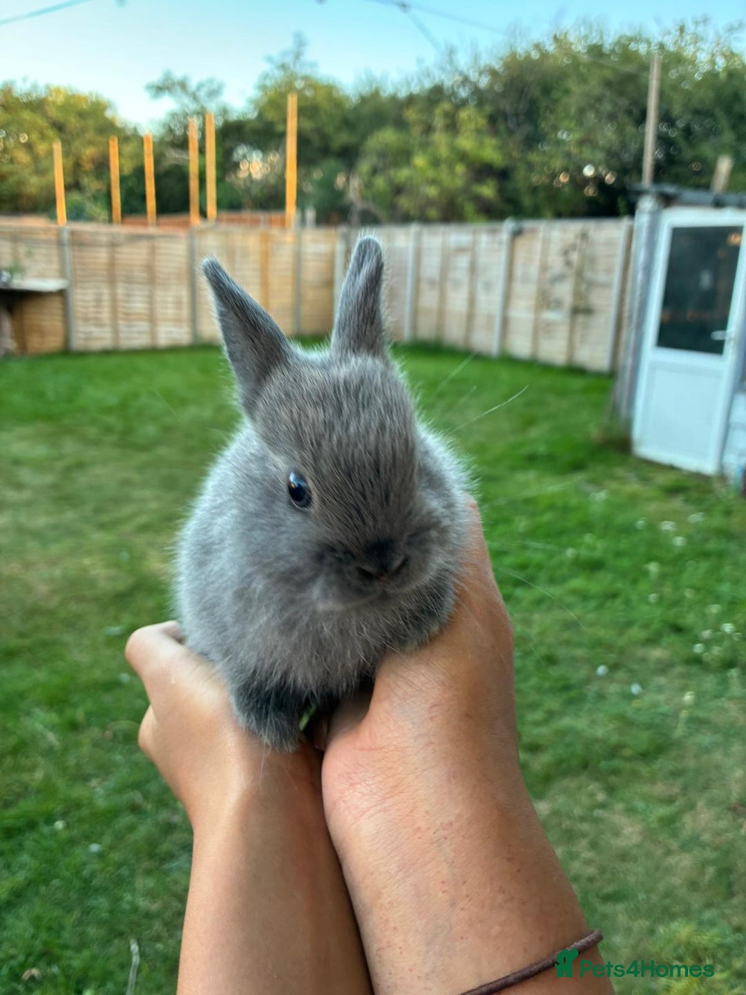 Netherland Dwarf rabbits for sale: Gorgeous Netherland dwarf bunnies  - Image 6