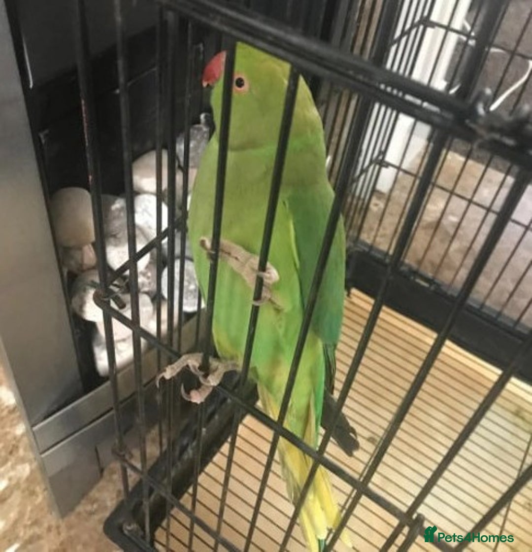 Canaries birds for sale: Cockatiel Bird - Image 2