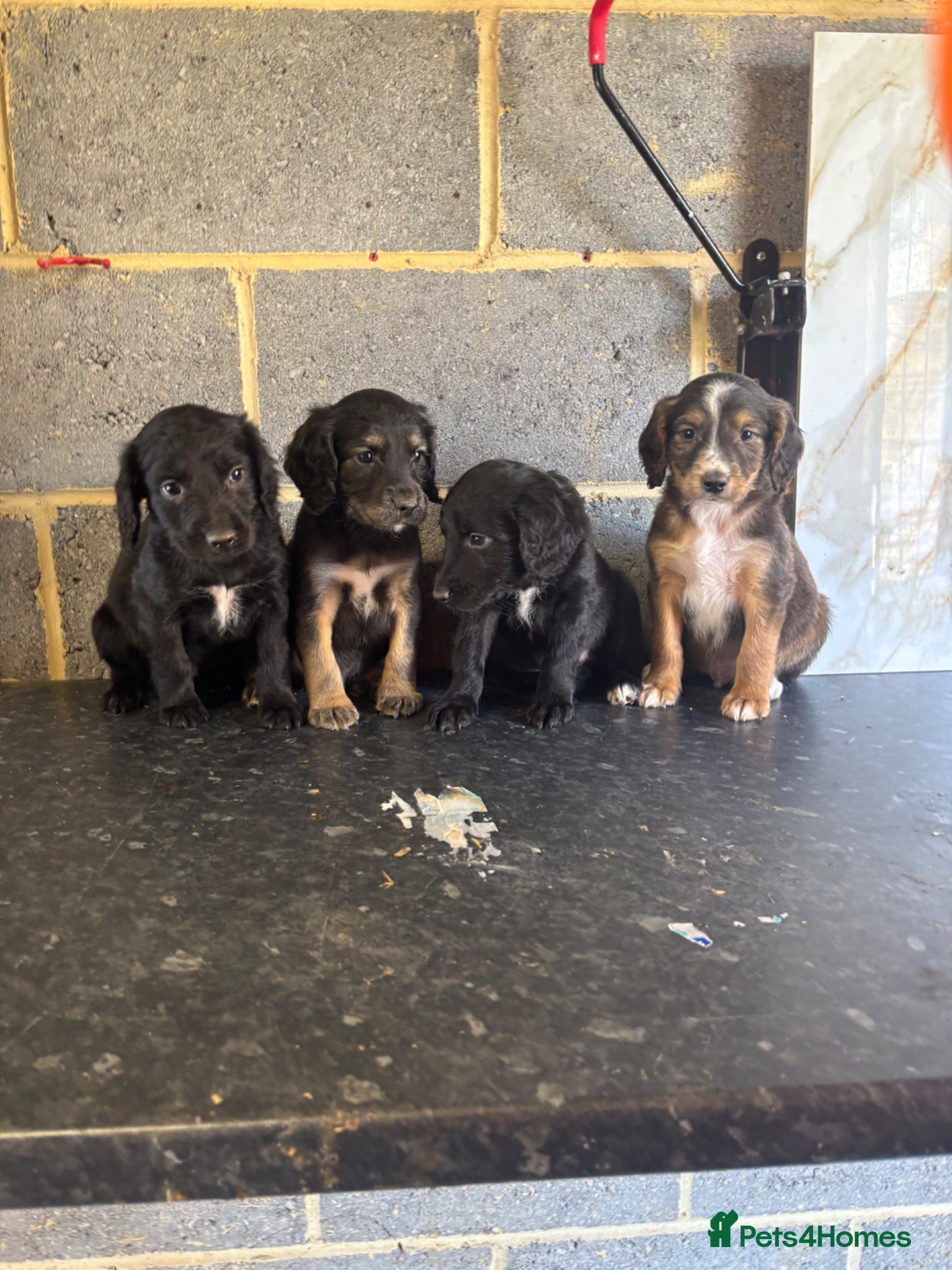 Maltipoo dogs Quality maltipoo puppies (mini poodle) - Advert 7
