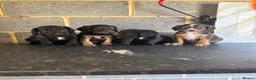 Maltipoo dogs for sale: Quality maltipoo puppies (mini poodle) - Advert 2