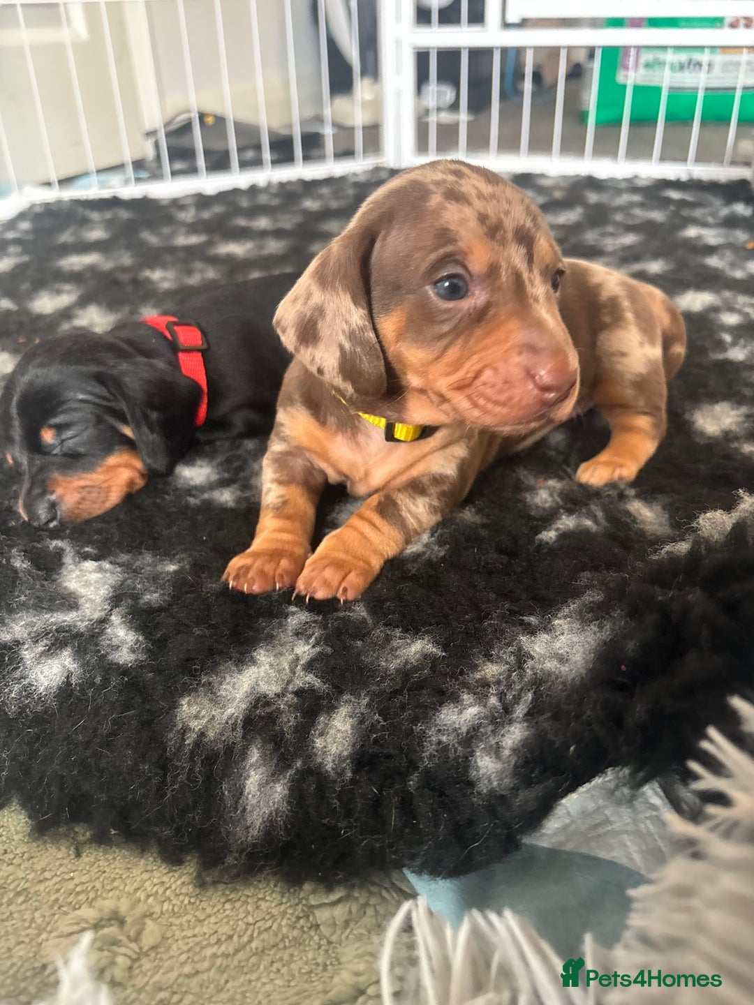 Dachshund dogs for sale: Beautiful dachshund puppies  - Image 14