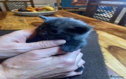 Domestic Shorthair cats for sale: 5 beatiful kittens for sale  - Image 8