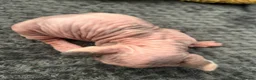 Sphynx cats for sale: Beautiful sphynx babies  - Advert 12
