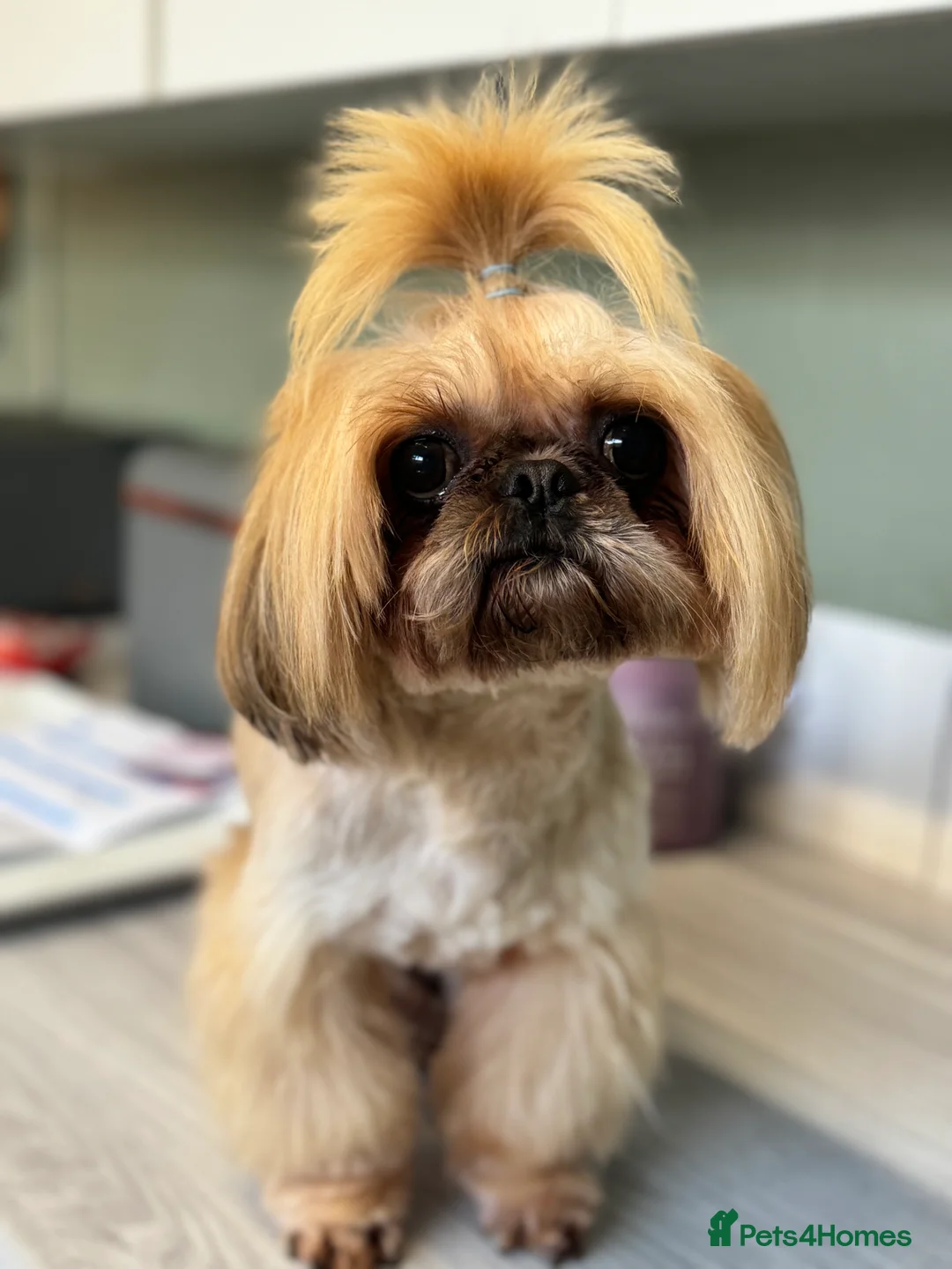 Shih Tzu dogs for stud: Imperial Shih Tzu STUD ONLY  in Crewe - Advert 5