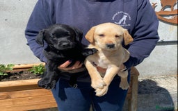 Labrador Retriever dogs for sale: Five Star Council Registered Breeder Litter in Launceston - Image 2