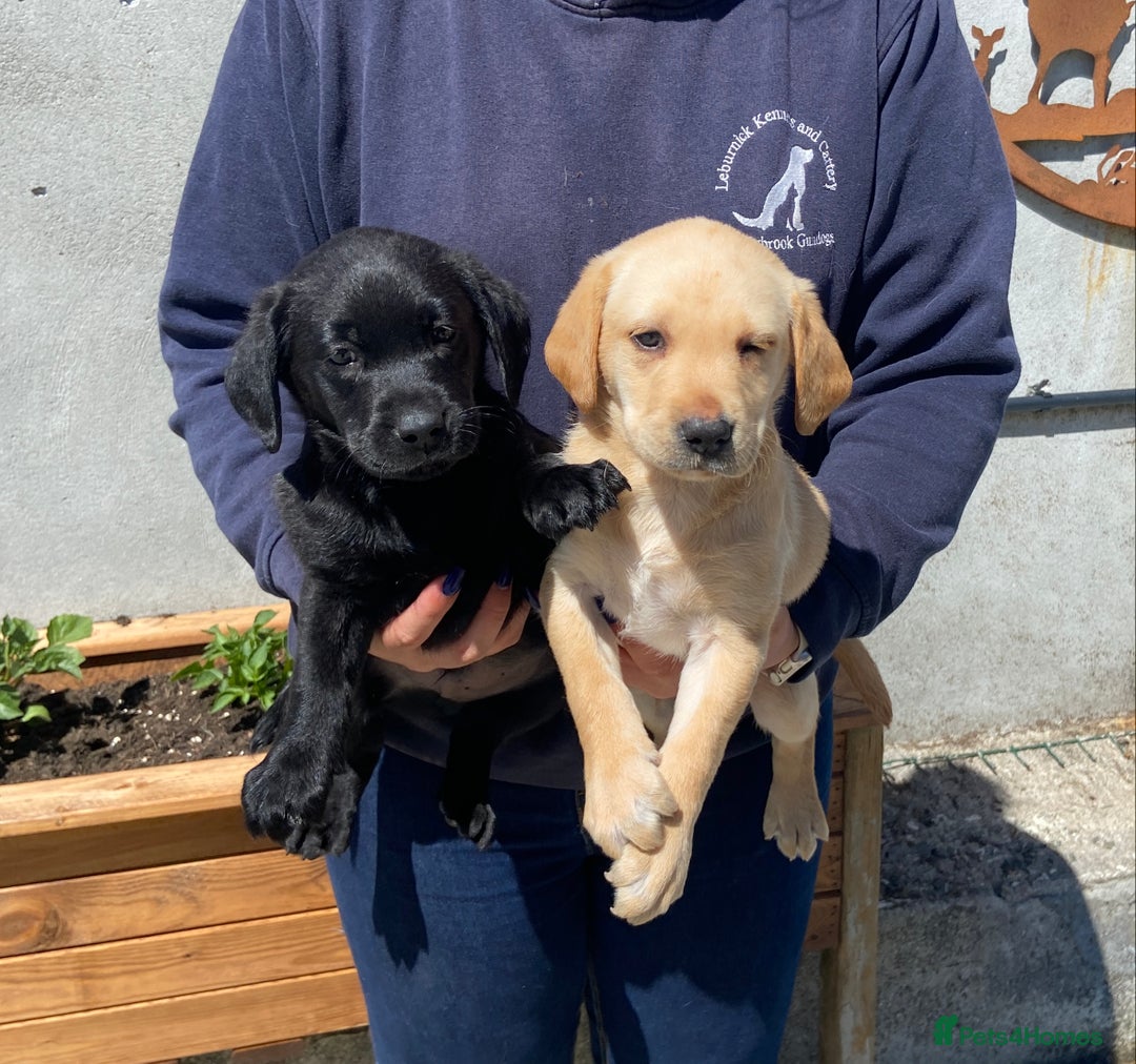 Labrador Retriever dogs for sale: Five Star Council Registered Breeder Litter in Launceston - Image 2