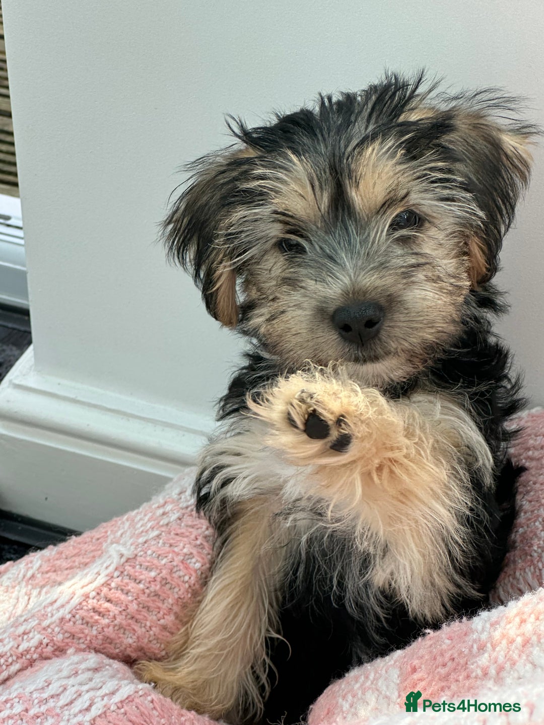 Morkie dogs for sale: Morkie Pups - Image 21