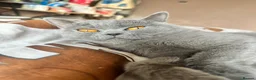 British Shorthair cats for sale: Loving, beautiful BSH blue girl - Advert 5