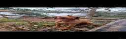 Mixed Breed dogs for sale: BEAUTIFUL LABRADOR X GWP X VIZSLA PUPPIES FOR SALE - Advert 23