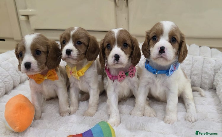 Cavalier King Charles Spaniel dogs - Advert 10