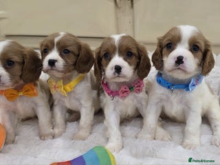 Cavalier King Charles Spaniel dogs - Advert 4