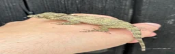 Anole reptiles for sale: Cuban False Chameleons  - Advert 2