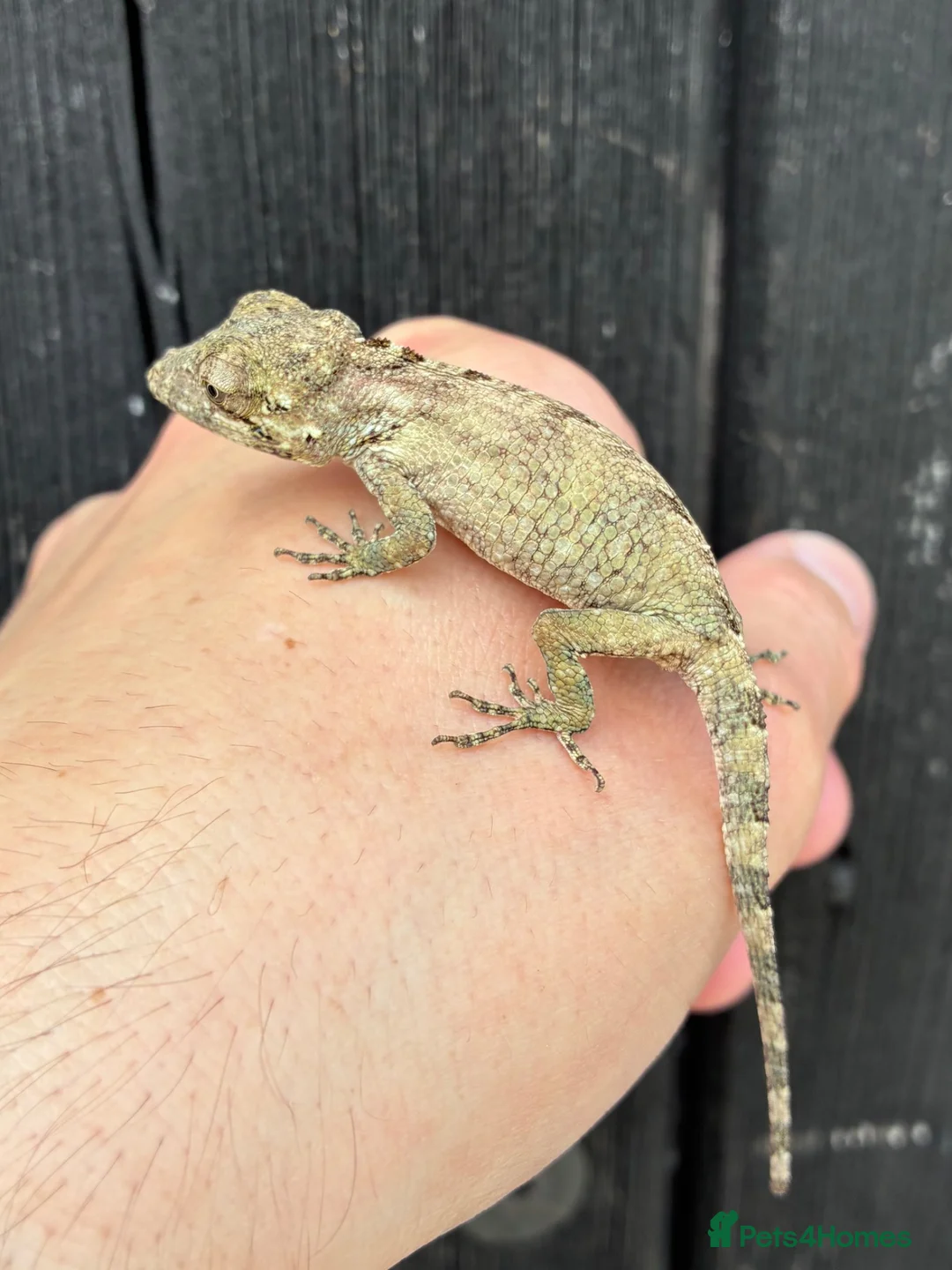 Anole reptiles for sale: Cuban False Chameleons  - Advert 2