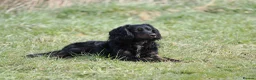 Cocker Spaniel dogs for sale: Cocker spaniel puppies - Advert 2