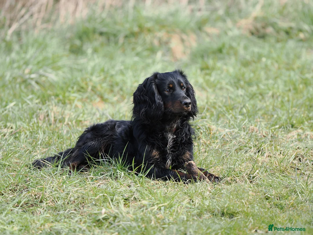 Cocker Spaniel dogs for sale: Cocker spaniel puppies - Advert 2
