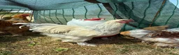 Chickens poultry for sale: Large Fowl Brahma Pairs Mixed Colours - Advert 7