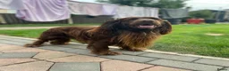Cocker Spaniel dogs for stud: Sparkey the chocolate cocker spaniel  - Advert 6
