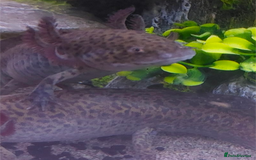 Other/Mixed Breed fish for sale: Axolotl  - Image 1