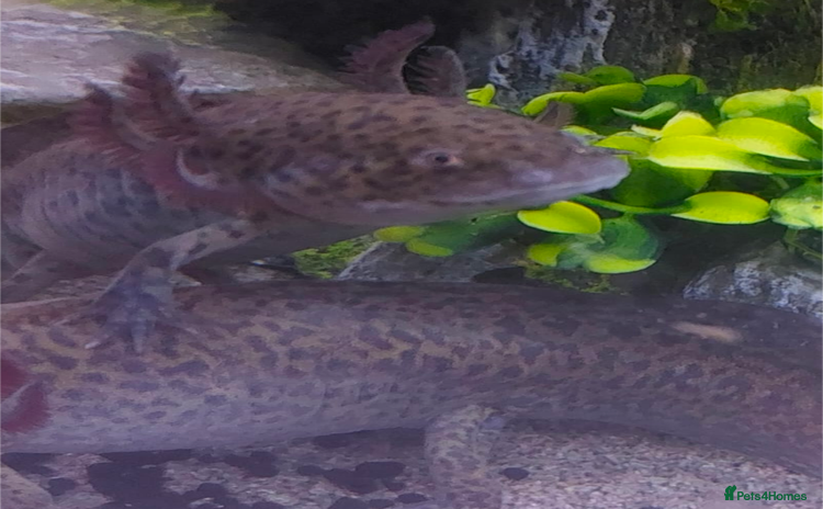 Other/Mixed Breed fish - Advert 1