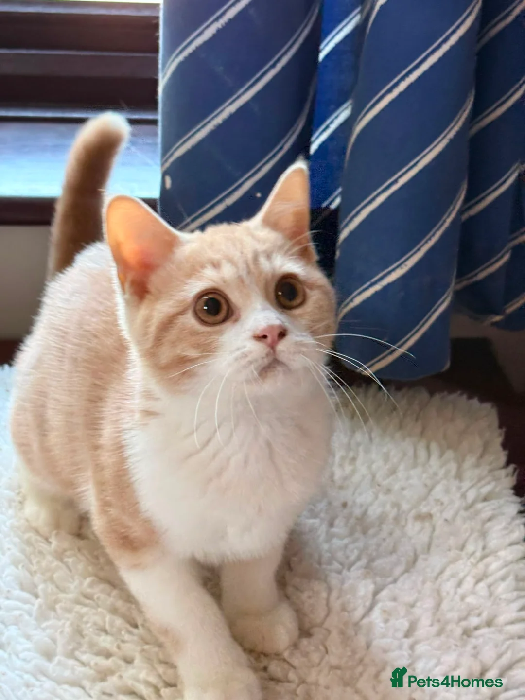 British Shorthair cats for sale: British Shorthair kittens - Advert 1