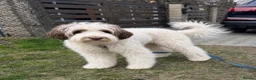 Australian Labradoodle dogs for sale: Australian labradoodle puppy Medium - Advert 12