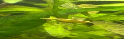 Shrimps fish for sale: Yellow Neo shrimp x12  - Advert 5