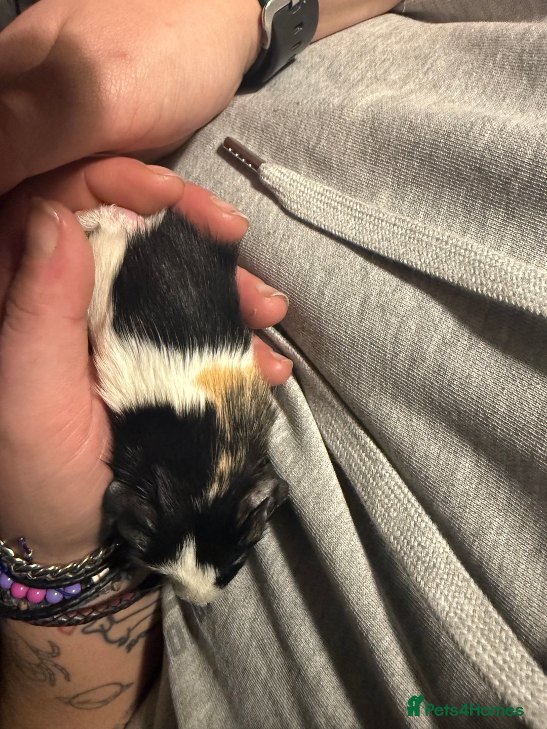 Guinea Pig rodents for sale: Two young male Guinea pigs - Advert 2