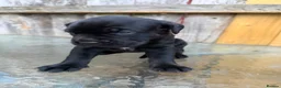 Mixed Breed dogs for sale: Cane Corso/Rottweiler puppies in Bridgwater - Advert 26