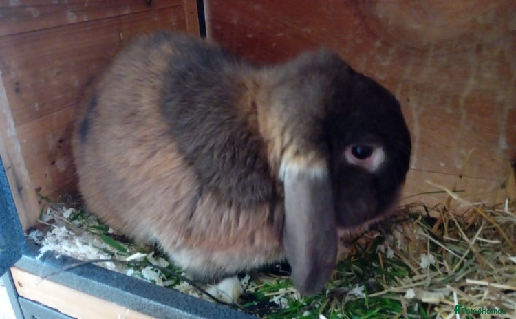 Mini Lop rabbits - Advert 1