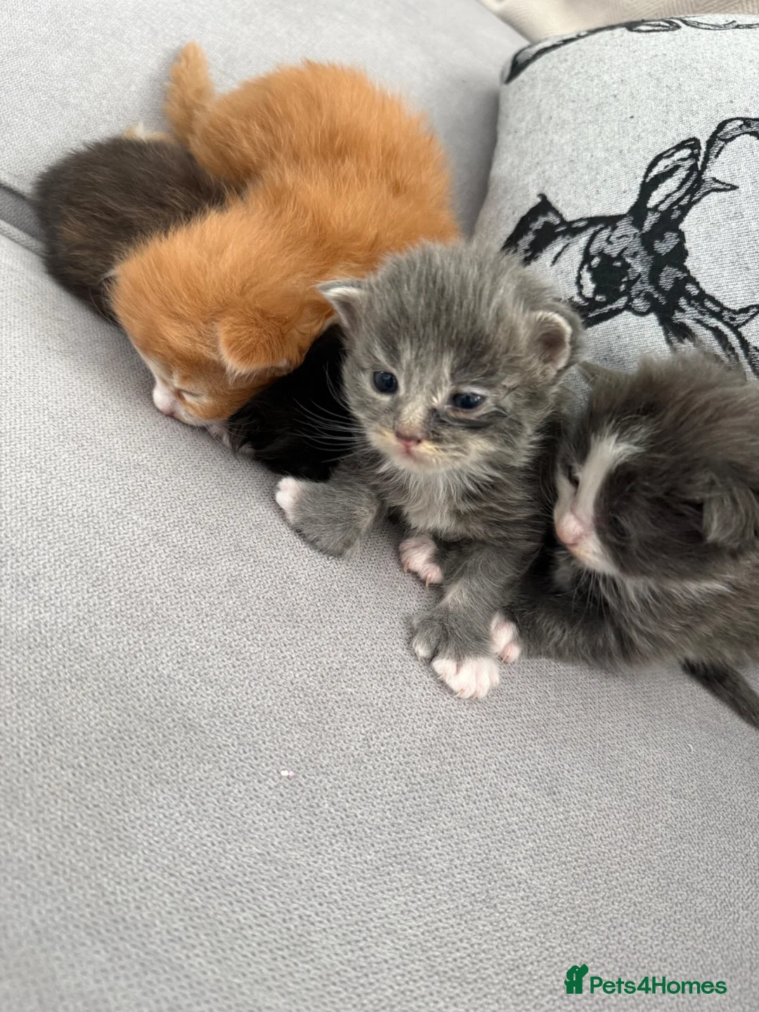 Maine Coon cats for sale: Beautiful Maine Coon Babies Available.  - Advert 16