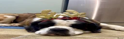 Saint Bernard dogs for stud: KC Registered pure breed stallion is up for STUD  - Advert 3
