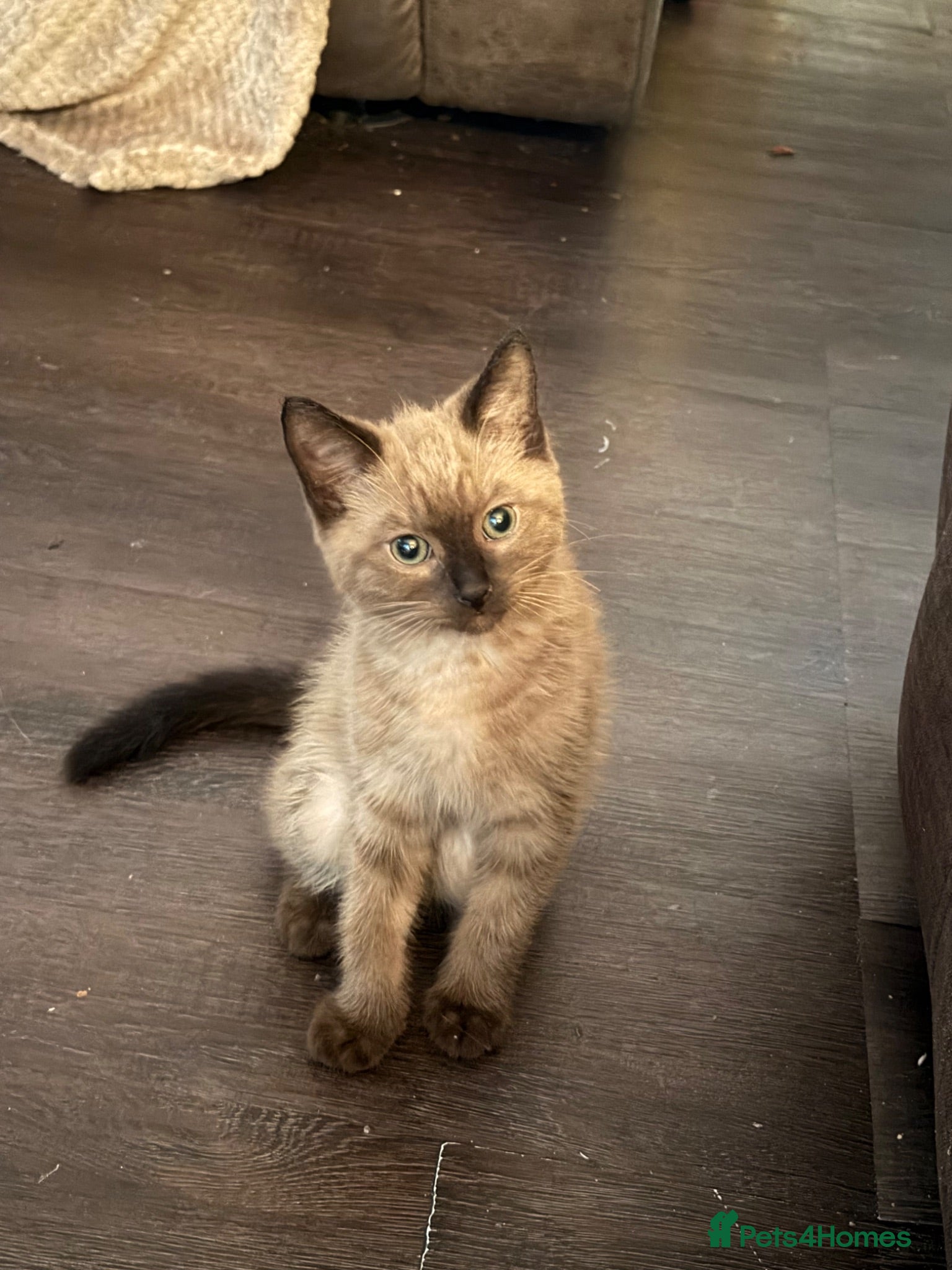 Siamese cats Siamese x British short hair - Advert 1
