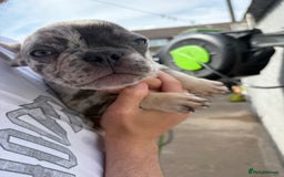 French Bulldog dogs for sale: Blue Merle Frenchie - Image 6