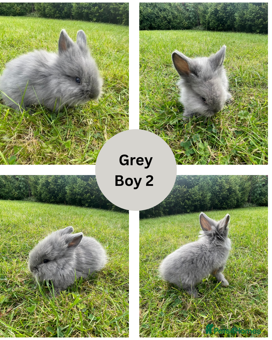 Lionhead rabbits for sale: Lionhead bunnies - Image 8