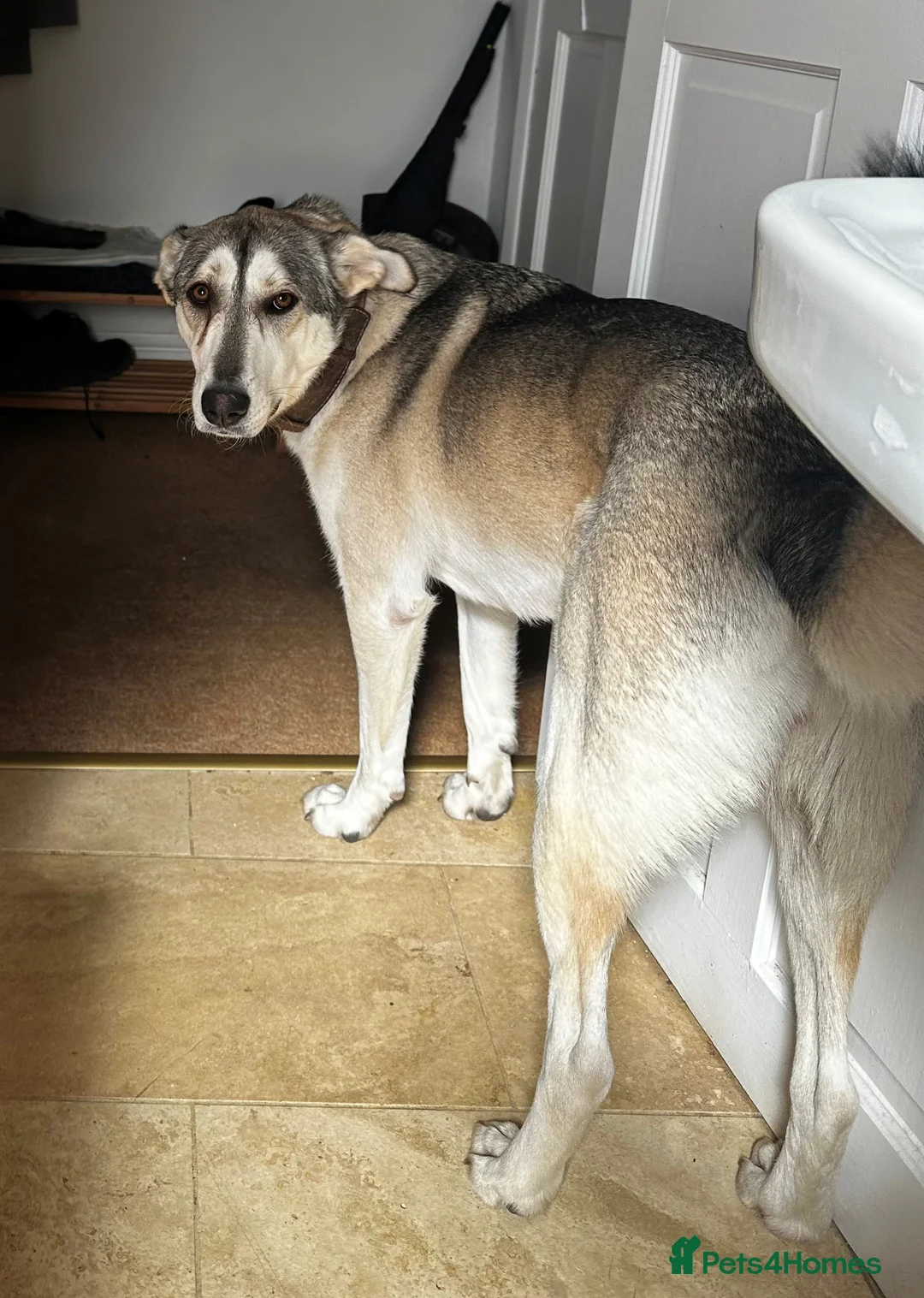 Mixed Breed dogs for sale: Farla, a beautiful, good-natured German Shepherd - Advert 2