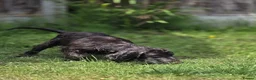 Cocker Spaniel dogs for sale: Liver/choc working cocker spaniel 1500 ONO - Advert 4