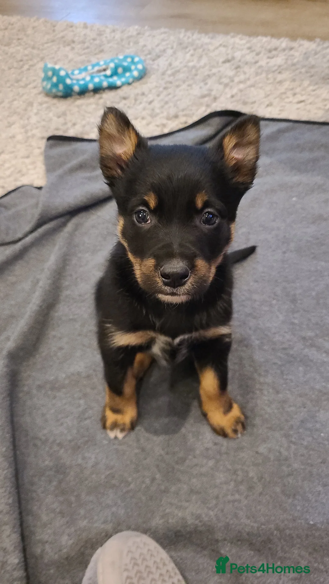 Mixed Breed dogs for sale: Collie cross Kelpie Puppies - Advert 9