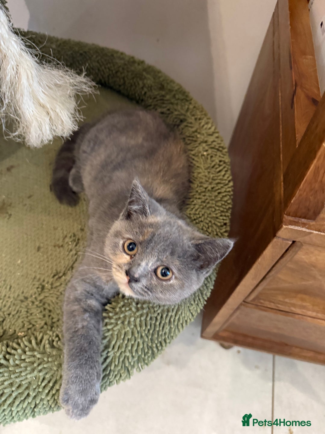 British Shorthair cats for sale: Top quality GCCF reg BSH grand champion lines - Image 22