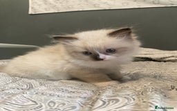 Ragdoll cats for sale: Beautiful Ragdoll kittens  - Image 15