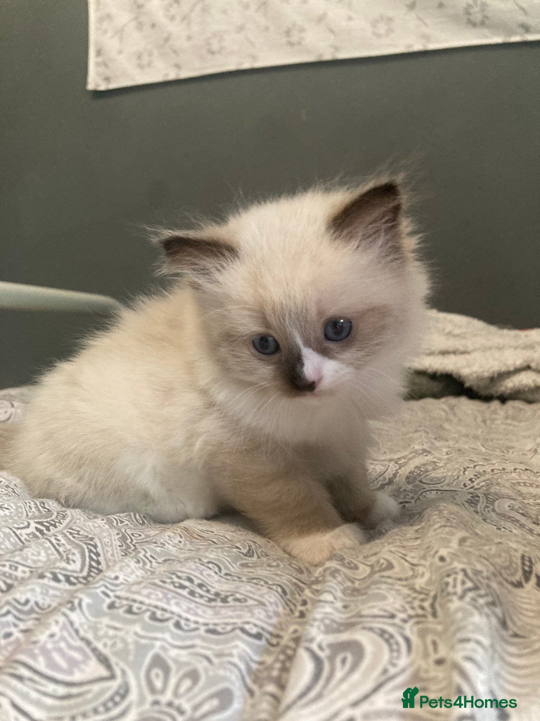 Ragdoll cats for sale: Beautiful Ragdoll kittens  - Image 15