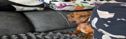 Miniature Dachshund dogs for sale: 9 months old  in Irvine - Advert 4
