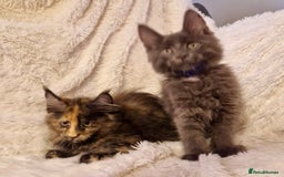 Maine Coon cats for sale: 🌟Ready to leave 4 XL Maine Coons active available - Image 15