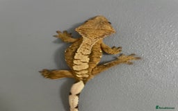 Gecko reptiles for sale: baby crested gecko and females - Image 4