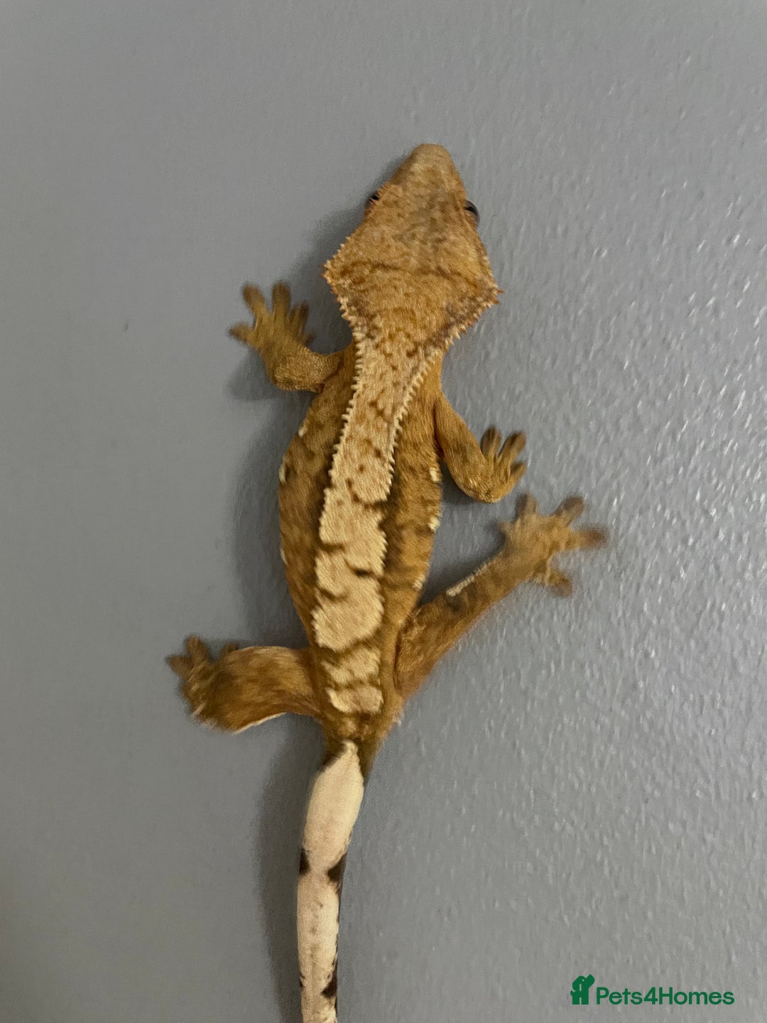 Gecko reptiles for sale: baby crested gecko and females - Image 4
