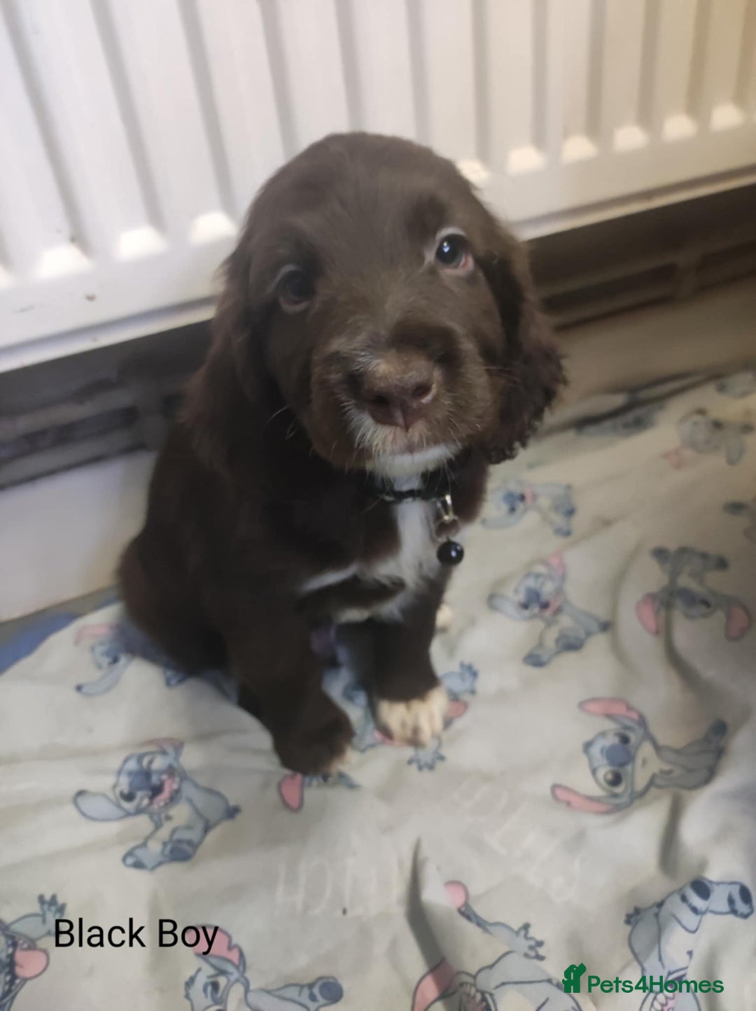 Mixed Breed dogs for sale: Sprockerpoo - Image 5