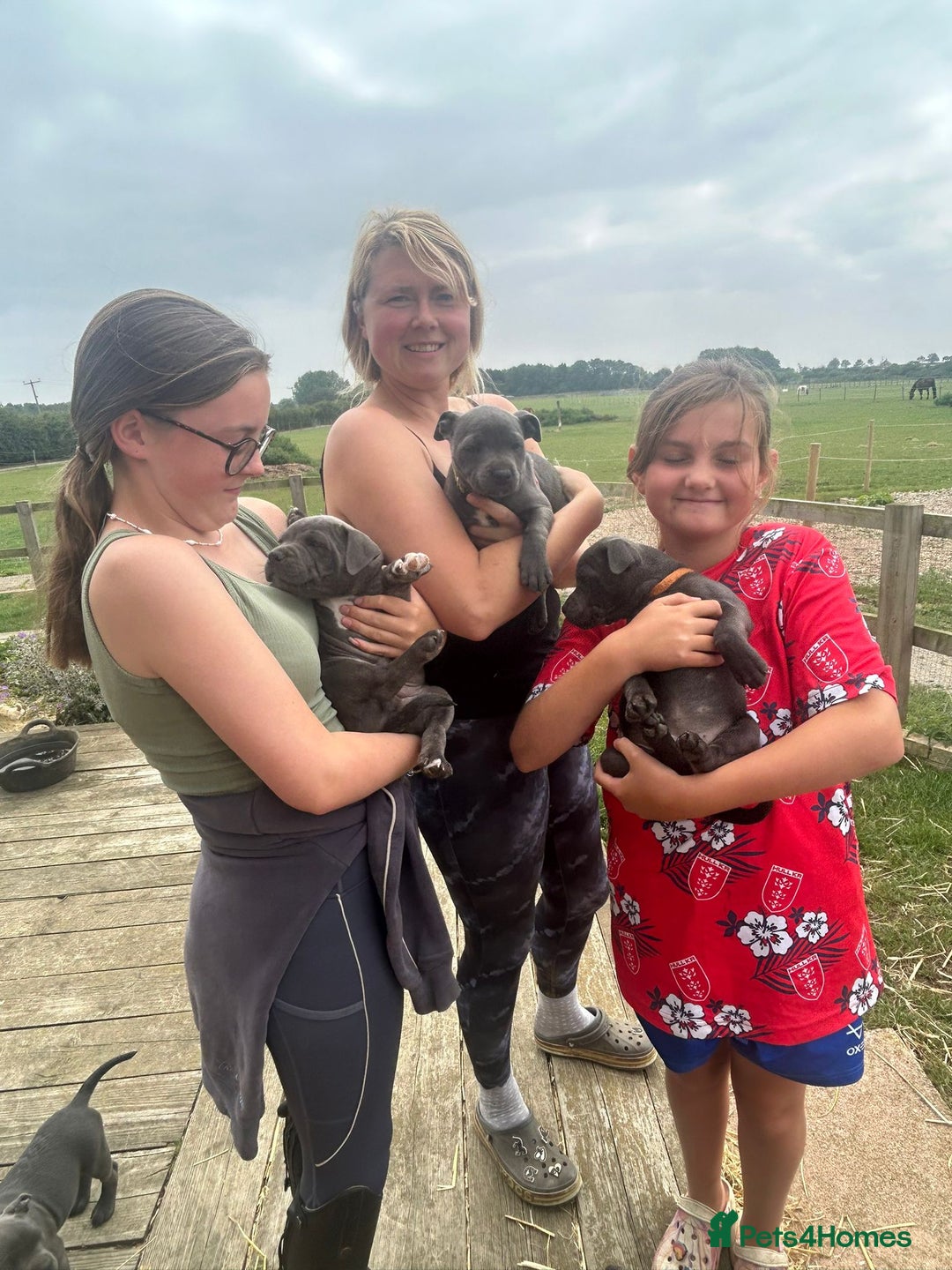 Staffordshire Bull Terrier dogs for sale: Chunky Staffy pups 💕 2 girls left, Ready to leave - Image 36