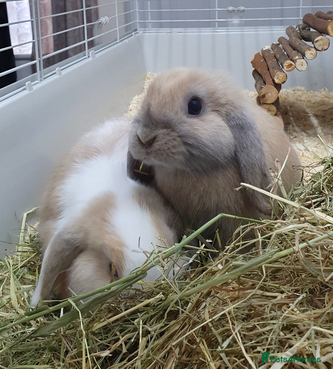 Mini Lop rabbits for sale: Pair of friendly baby mini lops for loving home - Advert 3
