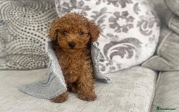 Toy Poodle dogs for sale: Beautiful Red Toy Poodle puppies  - Image 13