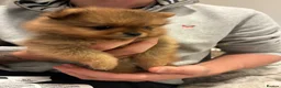 Pomeranian dogs for sale: TeddyBear Pomeranian puppies - Advert 18