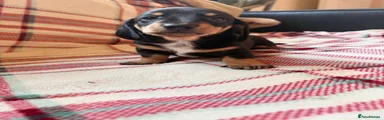 Dachshund Puppy 3